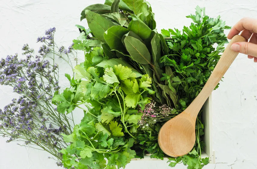 fresh herbs - basil - cilantro - parsley - rosemary - dill